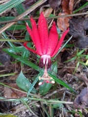 Passiflora miniata