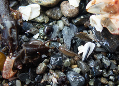 Traskorchestia traskiana