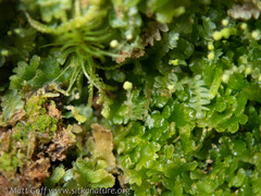 Aulacomnium androgynum