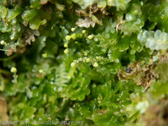 Aulacomnium androgynum