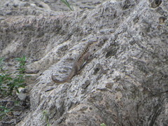 Leiocephalus carinatus