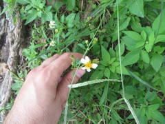 Bidens alba