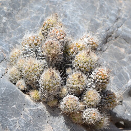 Pelecyphora tuberculosa