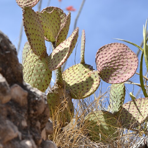 Image of Opuntia rufida by (c) Mauricio Calderón, some rights reserved (CC BY)