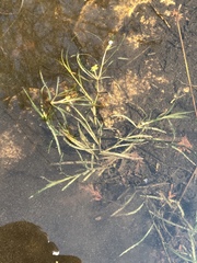 Potamogeton hillii