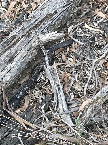 Blue-bellied Black Snake sighting