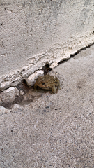 Anaxyrus americanus