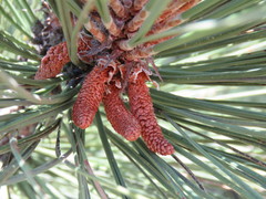 Pinus coulteri