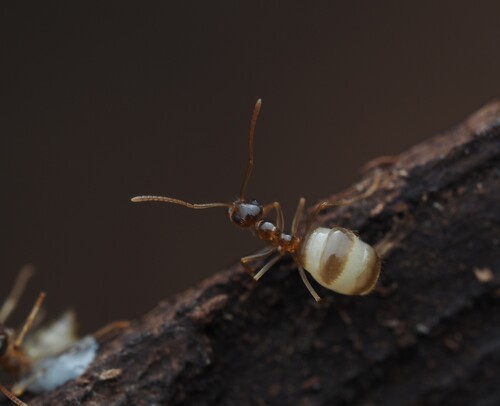 American Winter Ant, Drake, Des Moines, IA, USA, photo 9 of 10