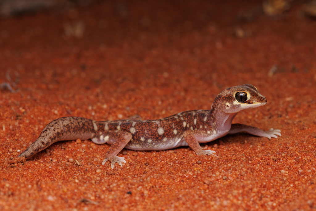 Eyre Basin Beaked Gecko