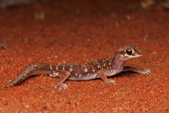 Eyre Basin Beaked Gecko photo 1