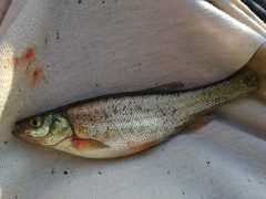 Rhynchocypris percnurus