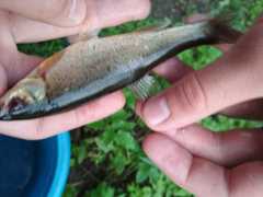 Rhynchocypris percnurus