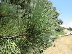 Pinus coulteri