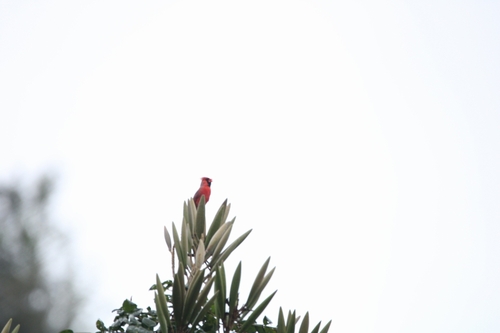 Northern Cardinal photographed in Hawaii