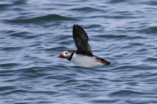 Atlantic Puffin photographed in Maine