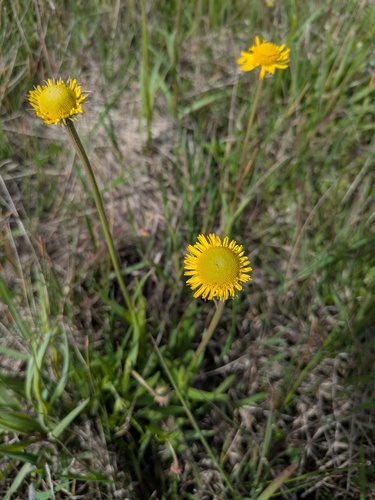 Fringed Sneezeweed (Helenium drummondii)