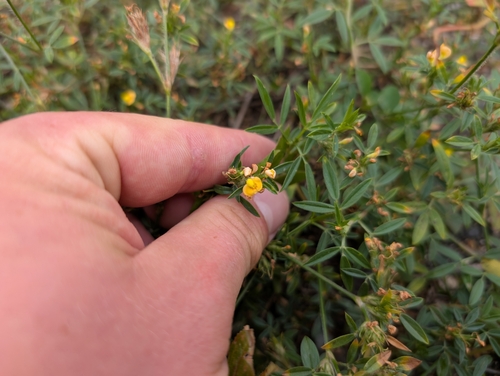 Pencilflower (Stylosanthes scabra)