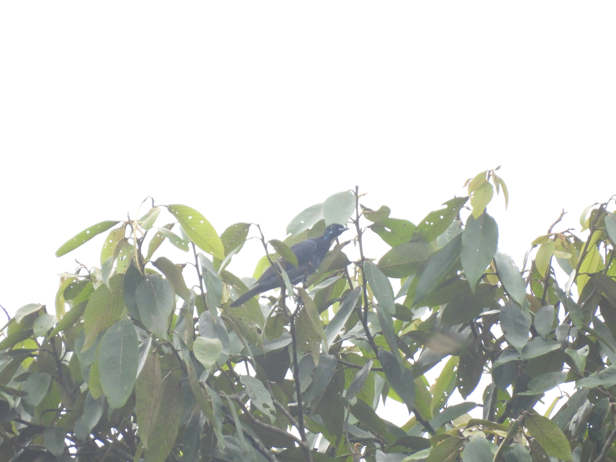 Bare-necked Fruitcrow (Gymnoderus foetidus), photo 6