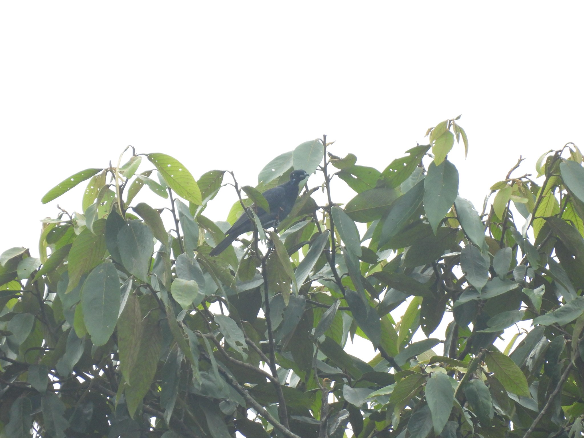 Bare-necked Fruitcrow (Gymnoderus foetidus), photo 5