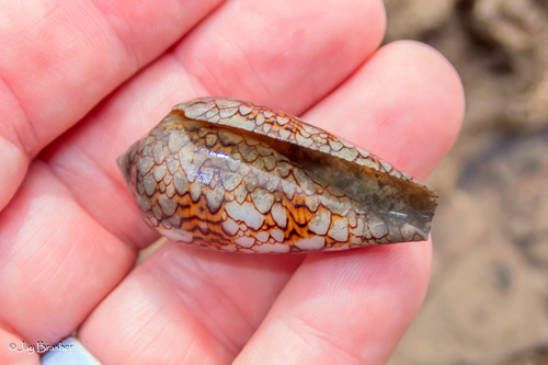 Conus textile observed 2025-03-01