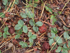 Fragaria cascadensis