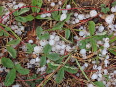Fragaria cascadensis