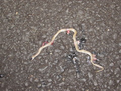 Tantilla hobartsmithi