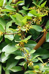 Toxocarpus wightianus