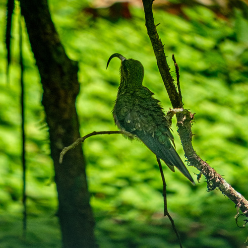 White-tipped Sicklebill (Eutoxeres aquila), photo 6