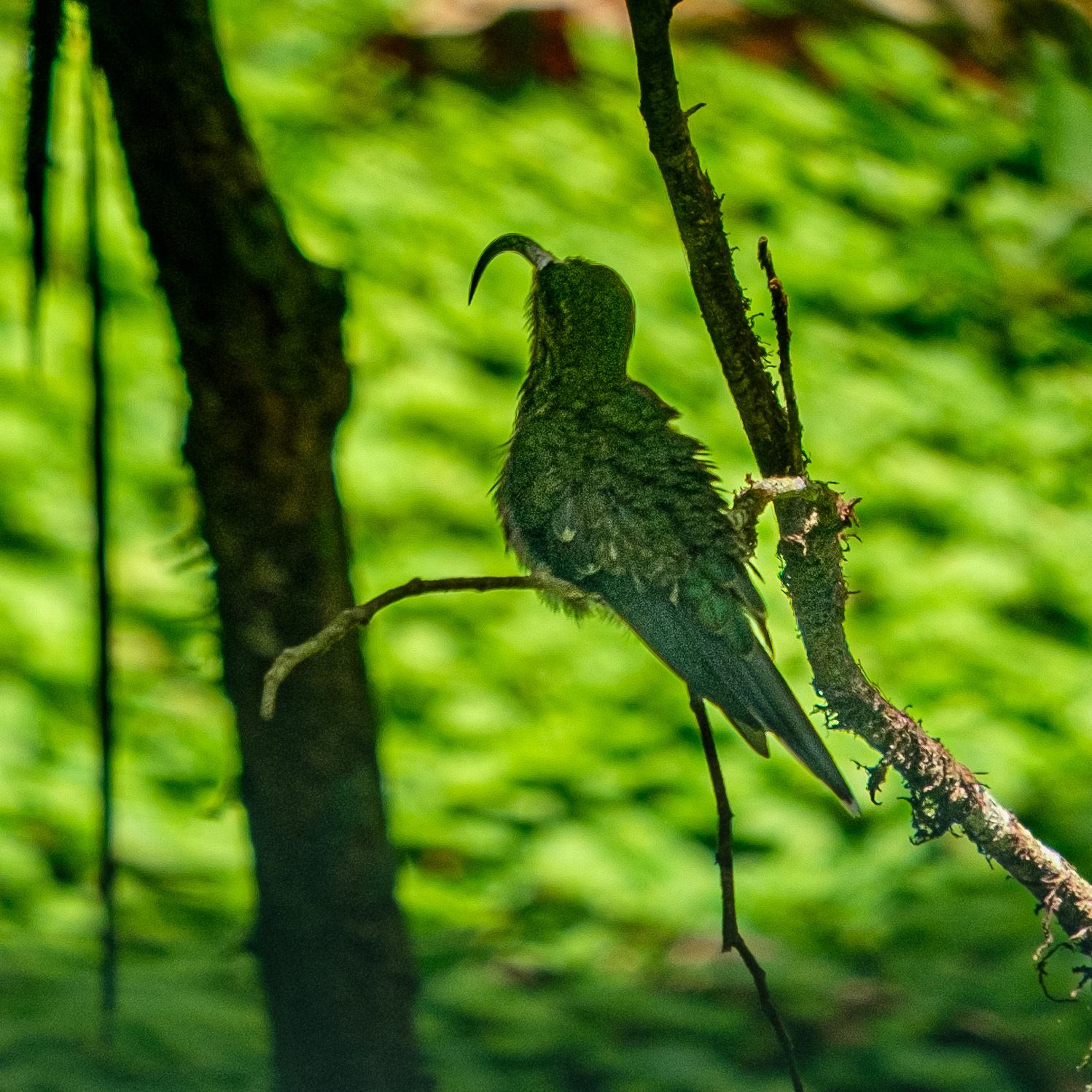 White-tipped Sicklebill (Eutoxeres aquila), photo 6