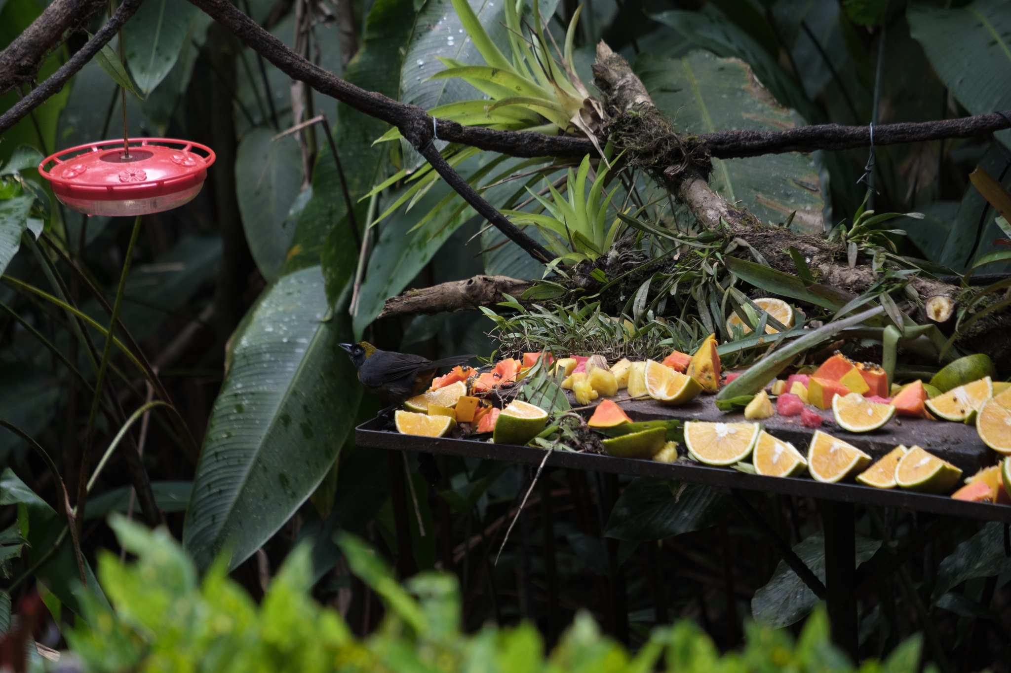 Dusky-faced Tanager (Mitrospingus cassinii), photo 8