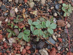 Fragaria cascadensis