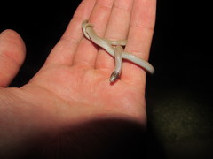 Tantilla hobartsmithi