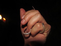 Tantilla hobartsmithi