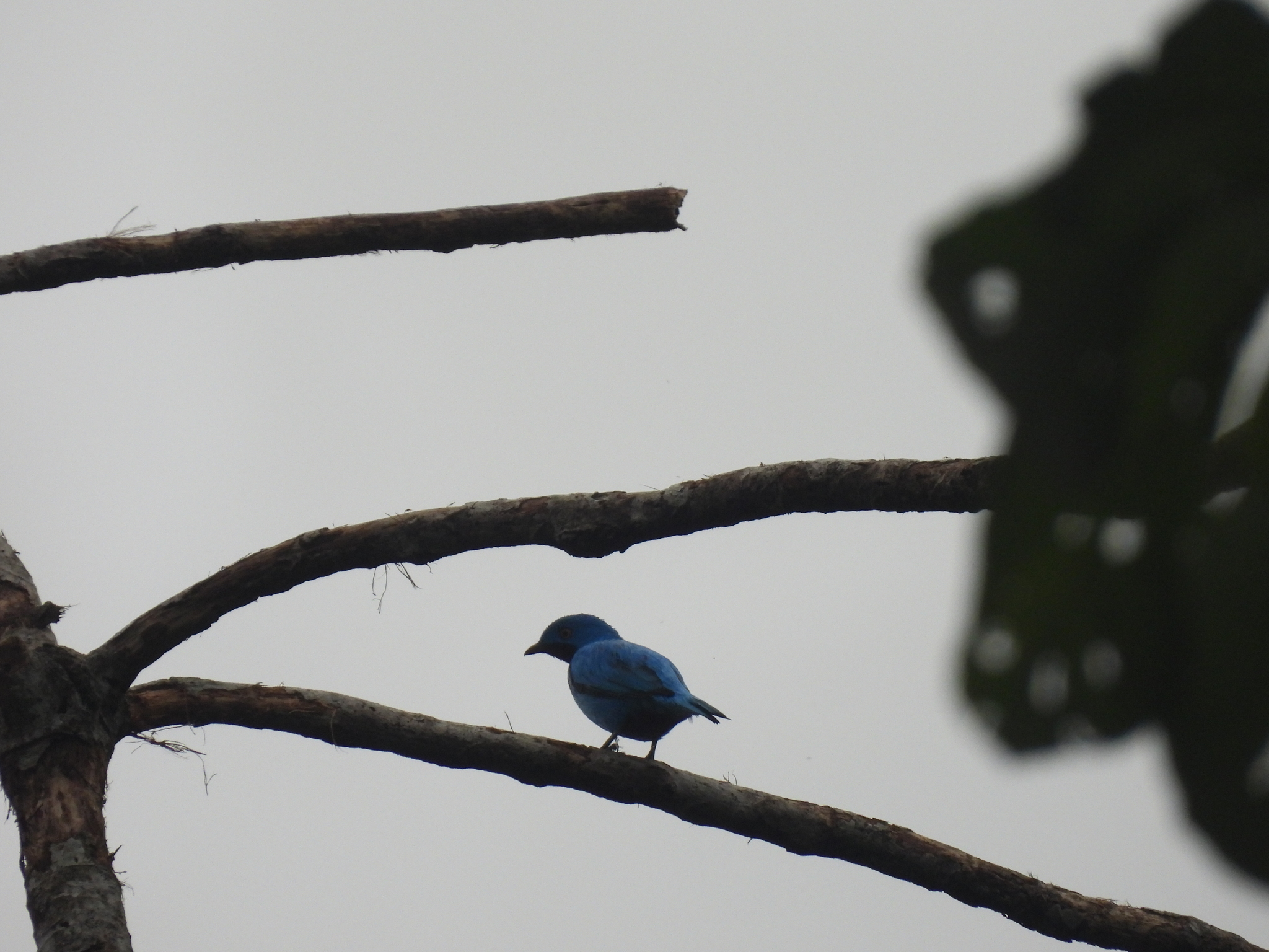 Plum-throated Cotinga (Cotinga maynana), photo 3