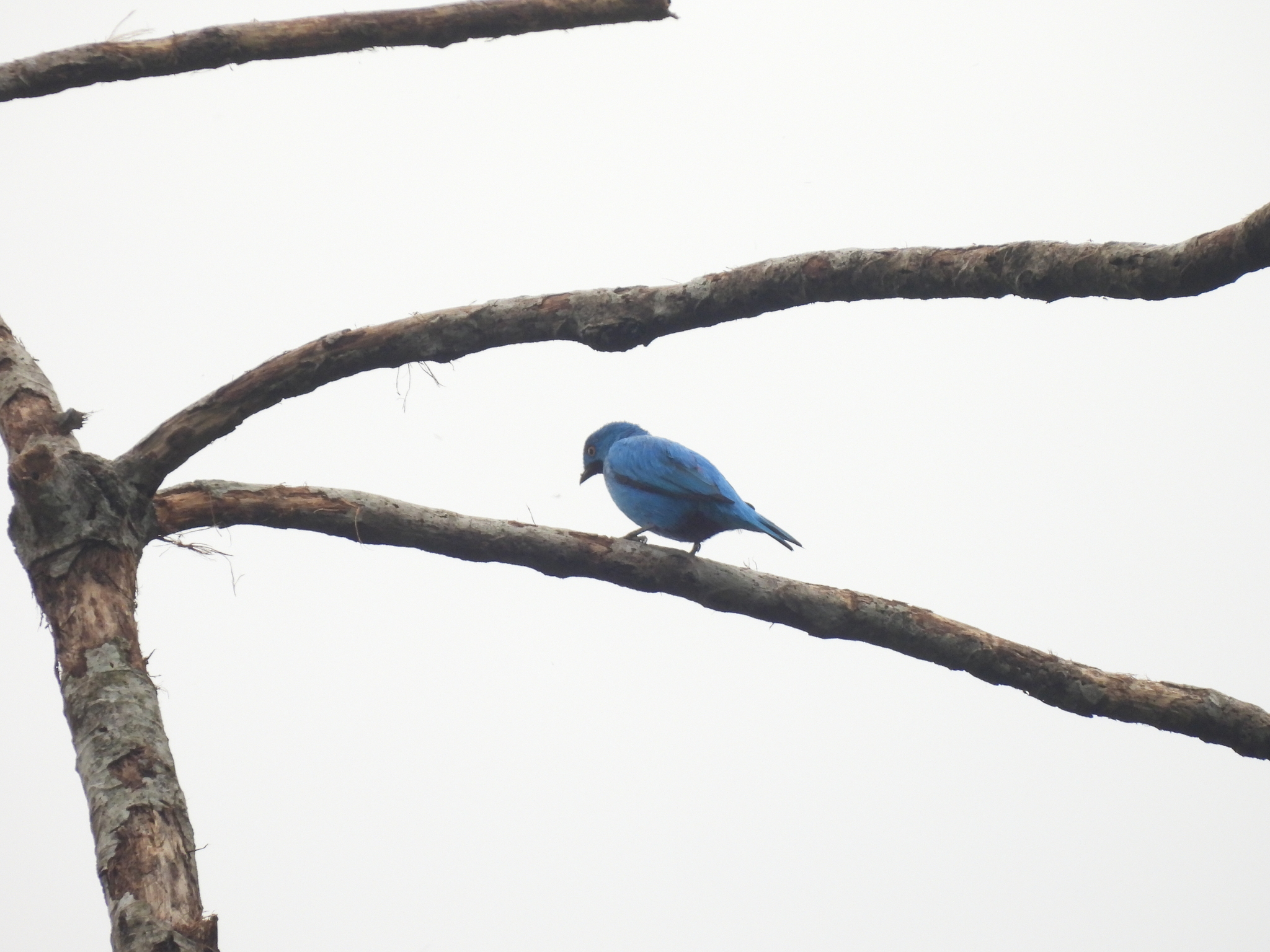 Plum-throated Cotinga (Cotinga maynana), photo 2