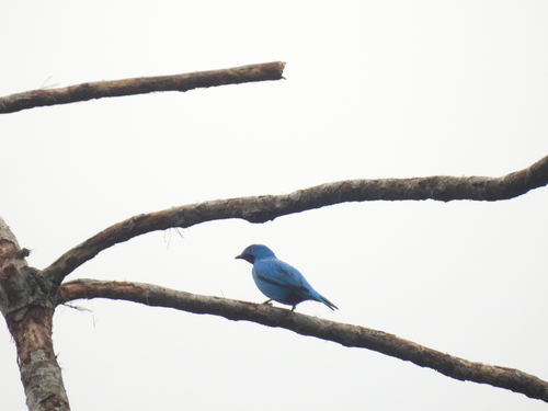 Plum-throated Cotinga (Cotinga maynana)