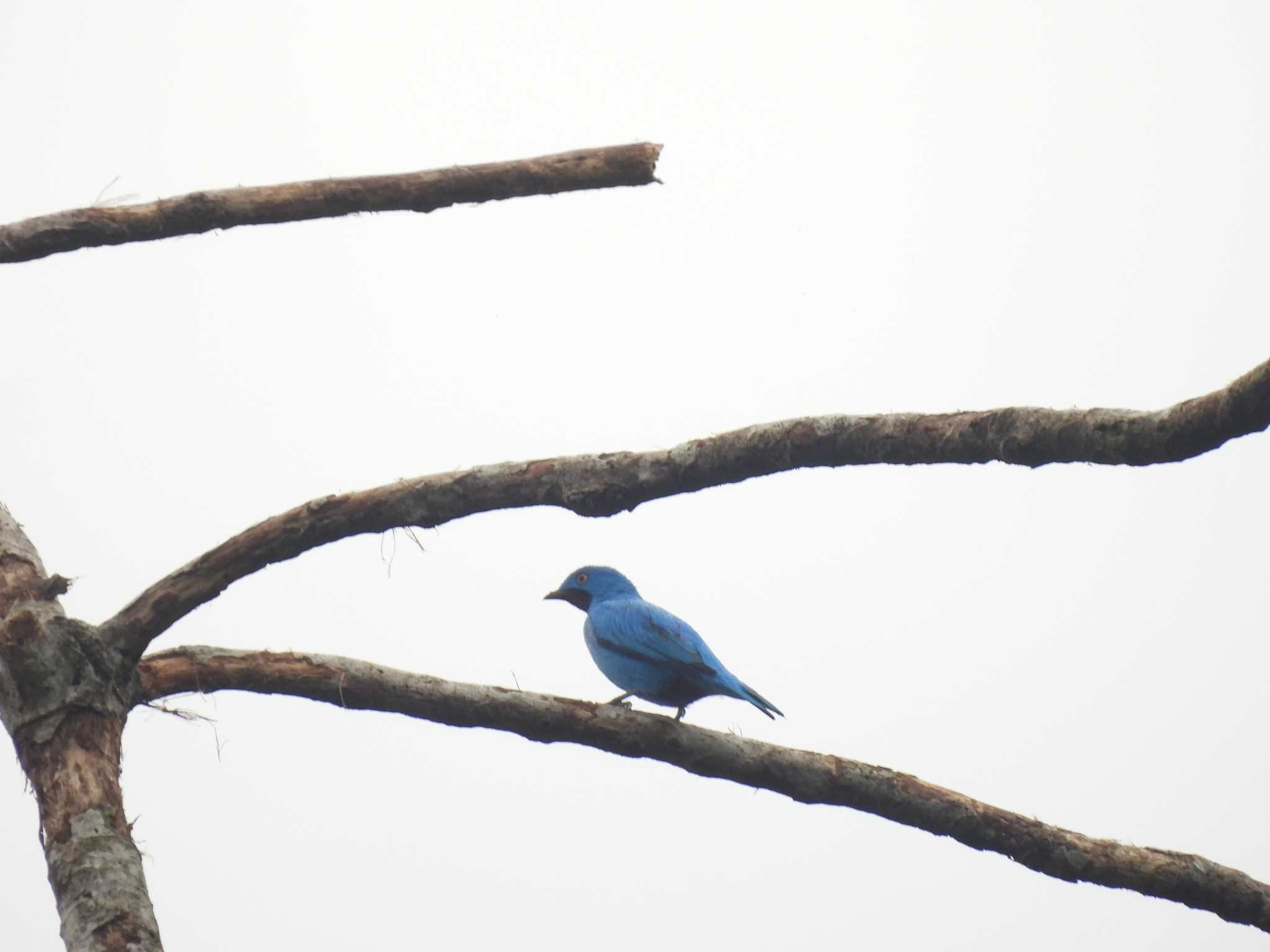 Plum-throated Cotinga (Cotinga maynana), photo 1