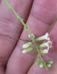 Citharexylum spinosum