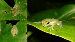 Slender Tree Frog photo 4
