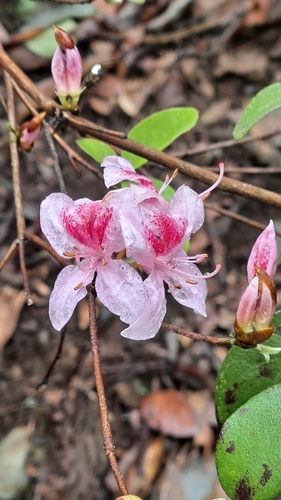 Rhododendron lasiostylum observed 2025-03-19