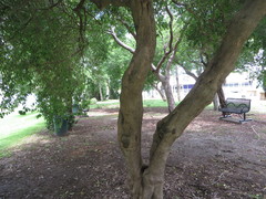 Citharexylum spinosum