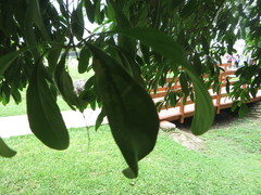 Citharexylum spinosum