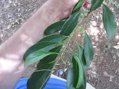 Citharexylum spinosum