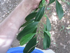 Citharexylum spinosum