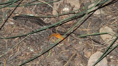 Elgaria coerulea coerulea