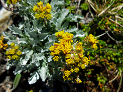 Jacobaea carniolica