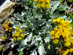Jacobaea carniolica