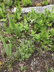 Artemisia scopulorum